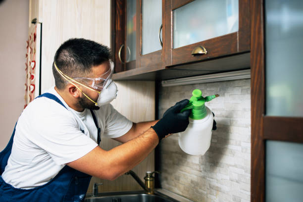 Reliable Haleiwa, HI Pest Control Solutions