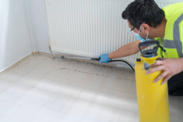 Best Wasp Removal Services  in Haleiwa, HI