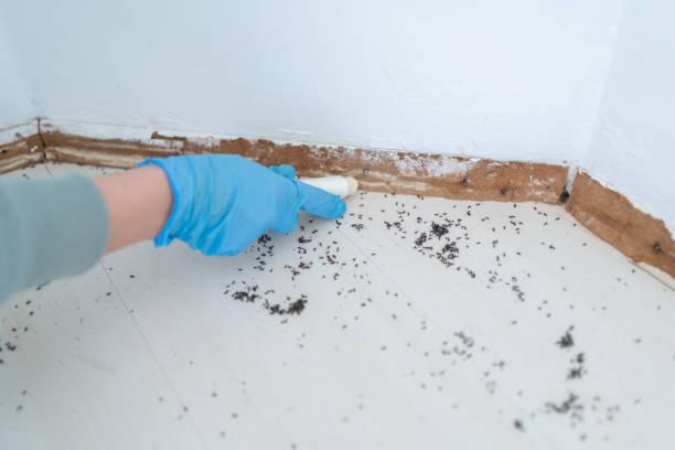Best Local Pest Control Services  in Haleiwa, HI